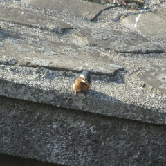 Alcedo atthis bengalensis