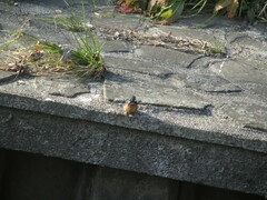 Alcedo atthis bengalensis