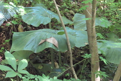 Cardiocrinum giganteum