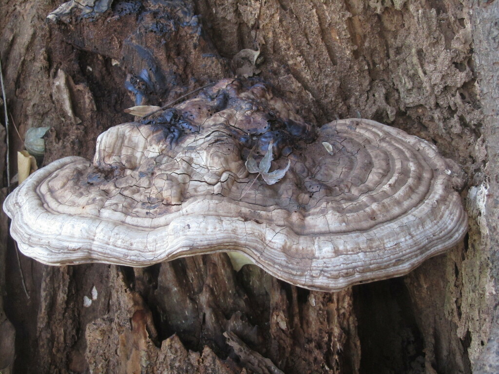 Ganoderma applanatum · December 2022 · photo: © someplant (iNaturalist, cc0)
