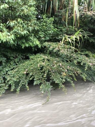 Calliandra angustifolia