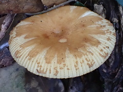 Russula senecis