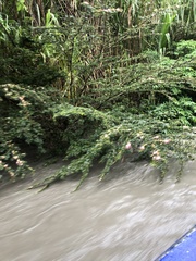 Calliandra surinamensis