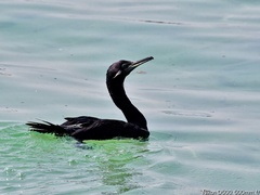 Phalacrocorax nigrogularis