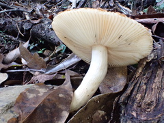 Russula senecis