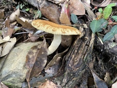 Russula senecis
