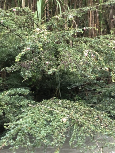 Calliandra angustifolia, photograph 4