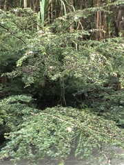 Calliandra surinamensis