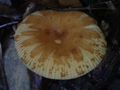 Russula senecis