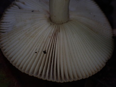 Russula senecis