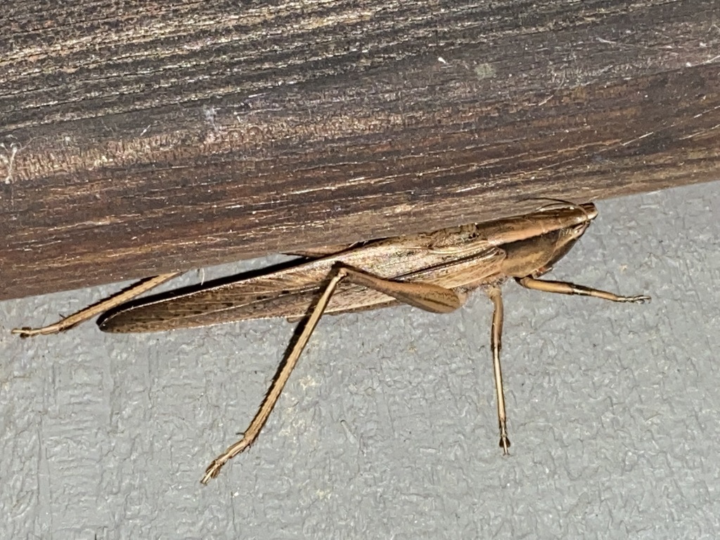 Broadtipped Conehead from Isaac Creek Campground, Monroe County, AL