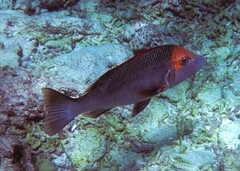 Lethrinus miniatus