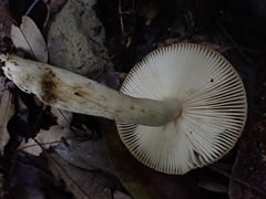 Russula senecis
