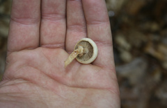 Kuehneromyces marginellus