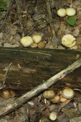 Kuehneromyces marginellus