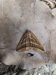 Bleptina albolinealis