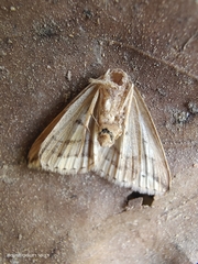 Bleptina albolinealis