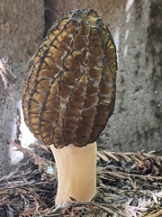 Morchella importuna