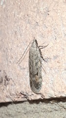 Filatima