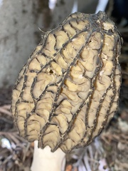 Morchella importuna