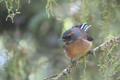 Rhipidura fuliginosa fuliginosa