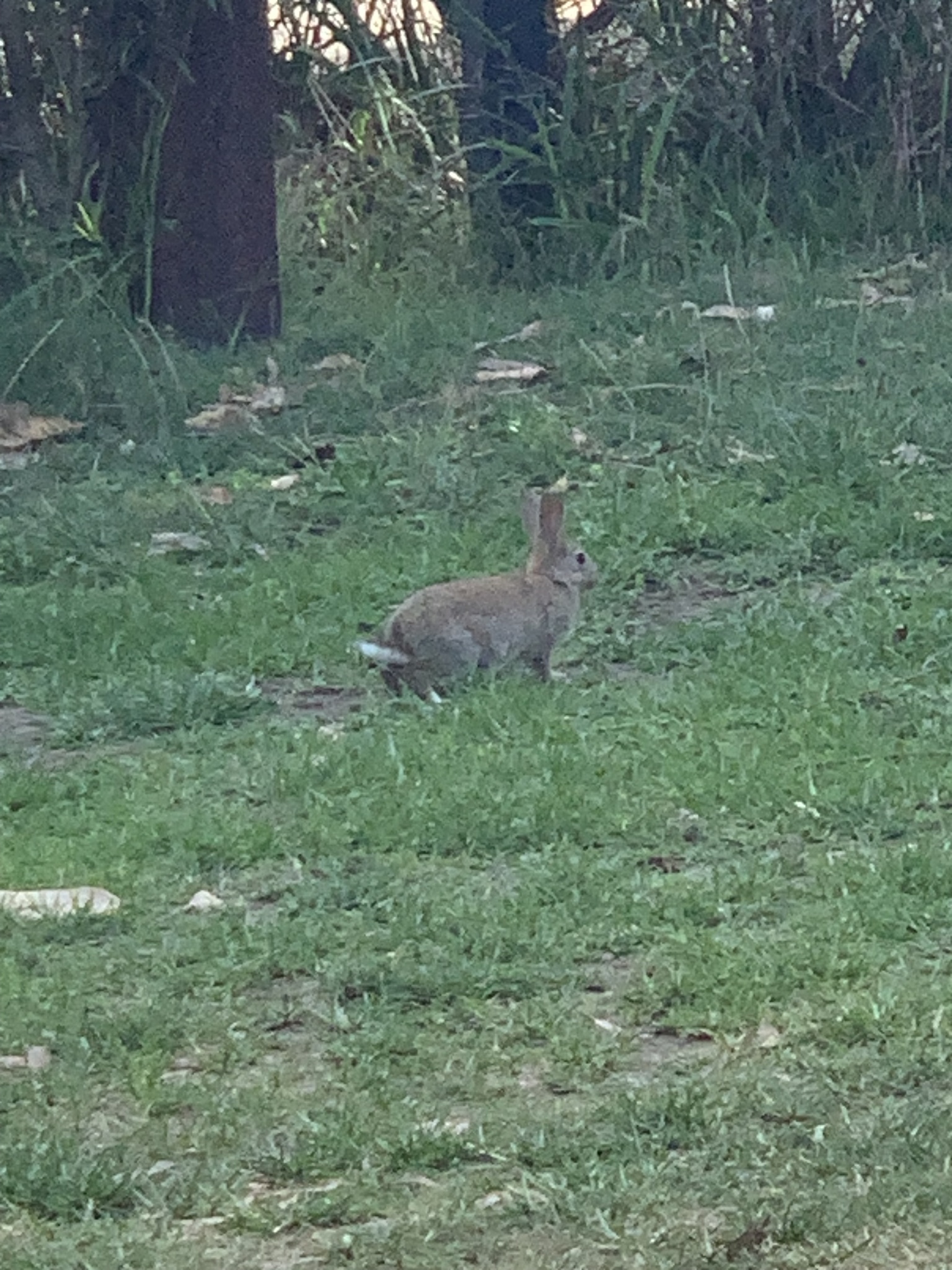 Oryctolagus Cuniculus (Linnaeus, 1758)