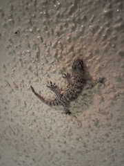 Hemidactylus turcicus