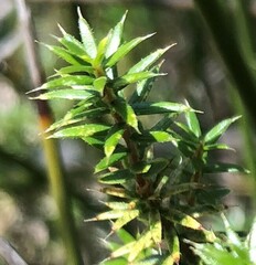 Acrotriche serrulata