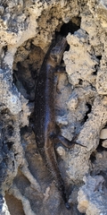Egernia kingii