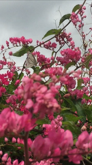 Appias libythea olferna