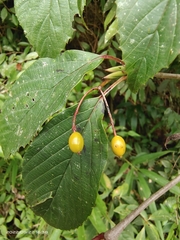 Viburnum setigerum