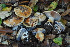 Glaucopodes