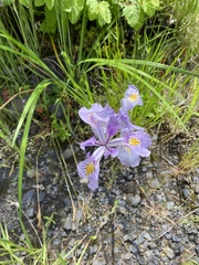 Iris tenax