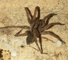 Varacosa