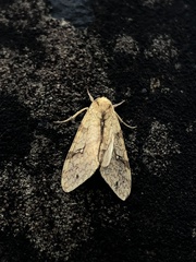Phaegopterina
