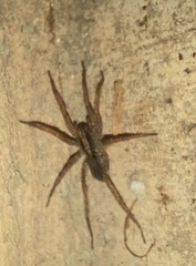 Varacosa