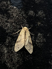 Phaegopterina