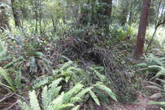 Peraxilla colensoi