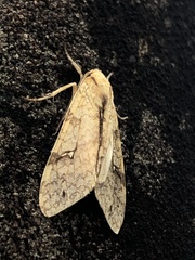 Phaegopterina