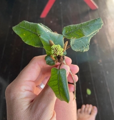 Trichocladus crinitus