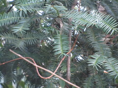 Torreya nucifera