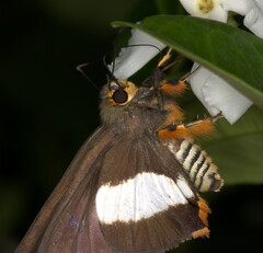 Coeliades forestan forestan