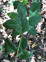 Deeringia amaranthoides