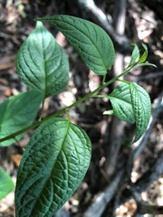 Deeringia amaranthoides