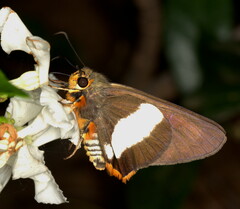 Coeliades forestan forestan