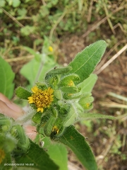 Sigesbeckia pubescens