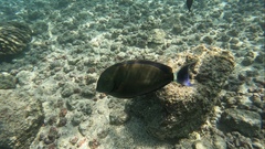 Acanthurus blochii
