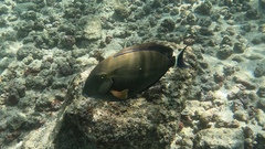 Acanthurus blochii
