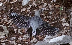 Melanerpes carolinus