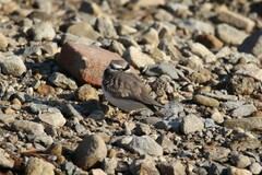 Charadrius placidus